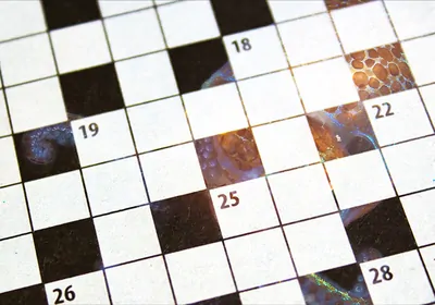 Found hunting at night, the Hawaiian Bobtail squid, Euprymna scolopes displays amazing colors through its light emitting organs. They are common in sand flats around the Hawaiian islands.